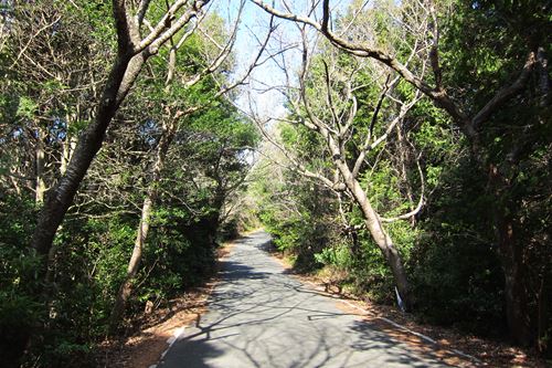 尉ヶ峰林道